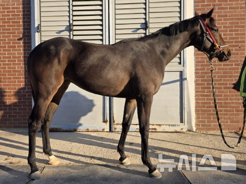 세계 최강마 혈통 입증한 '닉스고원'…국내 닉스고 자마 첫 우승